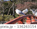 鶴岡八幡宮のカモメ 136263154
