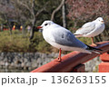 鶴岡八幡宮のカモメ 136263155