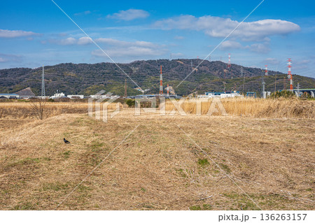 鵜殿のヨシ原　大阪府高槻市 136263157