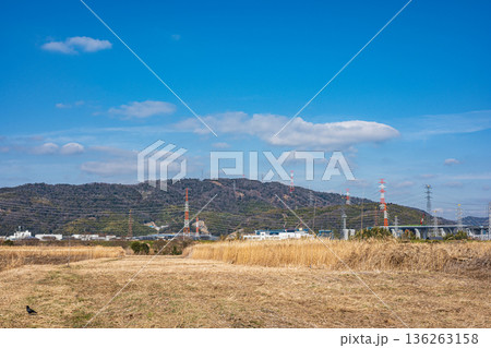 鵜殿のヨシ原 大阪府高槻市 鵜殿のヨシ原 大阪府高槻市 136263158