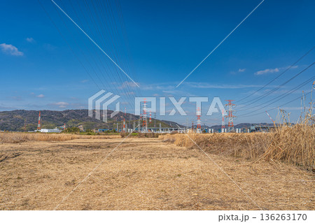 淀川右岸河川敷に広がるヨシ原　大阪府高槻市 136263170