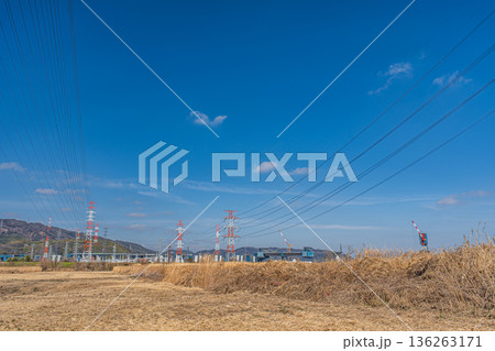 淀川右岸河川敷に広がるヨシ原　大阪府高槻市 136263171