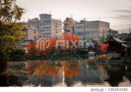 Historic vermilion bridge spanning sacred pond at Shinsenen Nov 24 2025 Historic vermilion bridge spanning sacred pond at Shinsenen Nov 24 2025 136263366