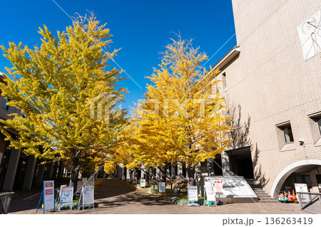 東京都立大学のイチョウ並木を進む　東京都八王子市南大沢 136263419