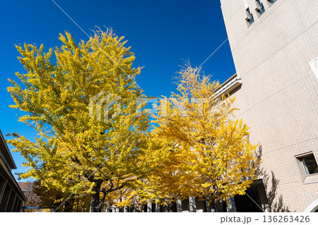 東京都立大学の雄大なイチョウ並木　東京都八王子市南大沢 136263426