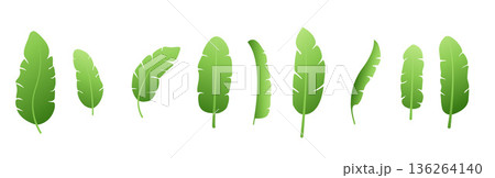 organic and herbal banana leaves element design in set 136264140