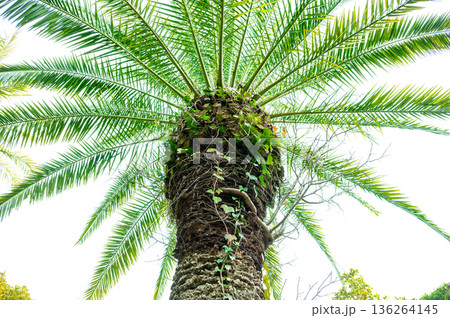 カナリーヤシを見上げる カナリーヤシを見上げる 136264145