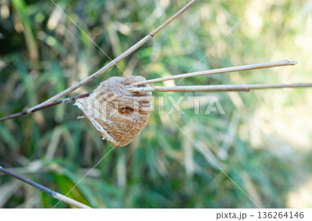 メダケの茂みに産み付けられたオオカマキリの卵 136264146