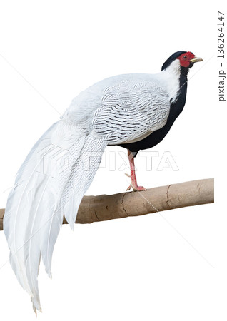 白背景のオスのハッカン 白背景のオスのハッカン 136264147