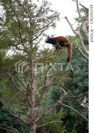 高い木に登るレッサーパンダ 高い木に登るレッサーパンダ 136264148