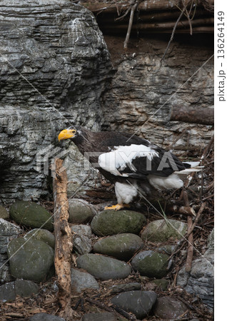 岩にとまるオオワシ 岩にとまるオオワシ 136264149