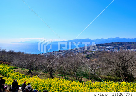 吾妻山公園の高台から見る相模湾と菜の花畑の風景 吾妻山公園の高台から見る相模湾と菜の花畑の風景 136264773