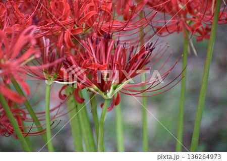 彼岸花は秋のお彼岸のころに咲き、葉は花が終わってから芽を出す 136264973