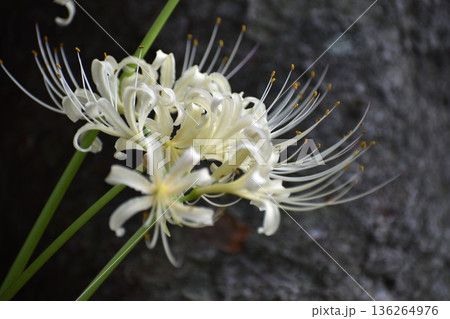 彼岸花は秋のお彼岸のころに咲き、葉は花が終わってから芽を出す 彼岸花は秋のお彼岸のころに咲き、葉は花が終わってから芽を出す 136264976