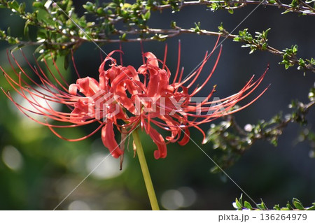 彼岸花は秋のお彼岸のころに咲き、葉は花が終わってから芽を出す 136264979