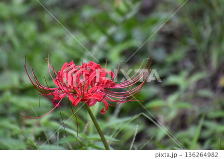 彼岸花は秋のお彼岸のころに咲き、葉は花が終わってから芽を出す 彼岸花は秋のお彼岸のころに咲き、葉は花が終わってから芽を出す 136264982