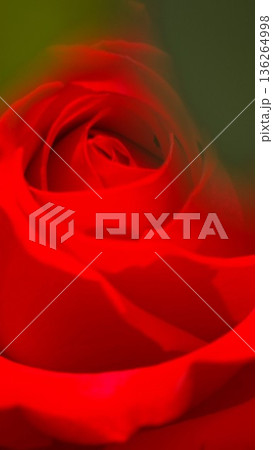 赤い薔薇の花のクローズアップ 1 136264998