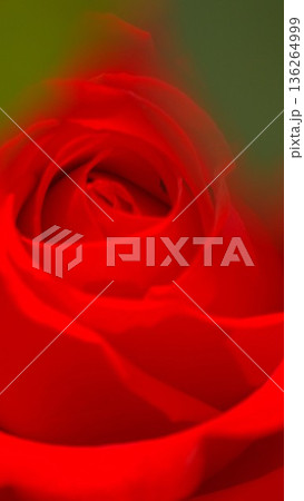 赤い薔薇の花のクローズアップ 2 136264999