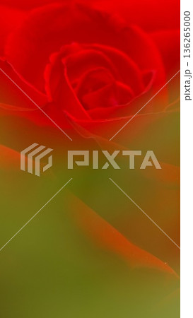 赤い薔薇の花のクローズアップ 3 136265000
