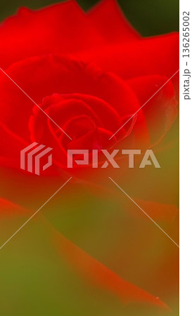 赤い薔薇の花のクローズアップ 5 136265002