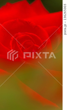 赤い薔薇の花のクローズアップ 6 赤い薔薇の花のクローズアップ 6 136265003