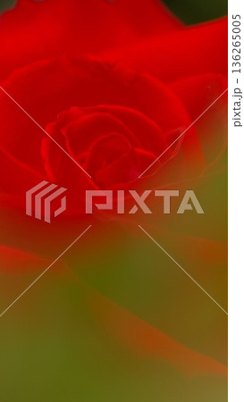 赤い薔薇の花のクローズアップ 8 赤い薔薇の花のクローズアップ 8 136265005