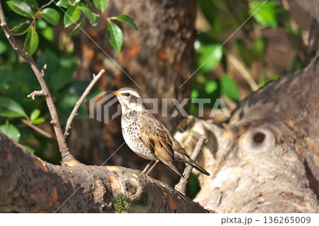 【野鳥 ツグミ】 136265009