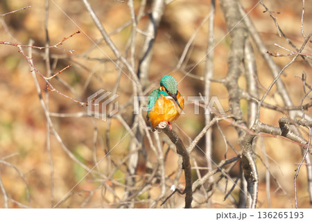 【野鳥 カワセミ】 【野鳥 カワセミ】 136265193