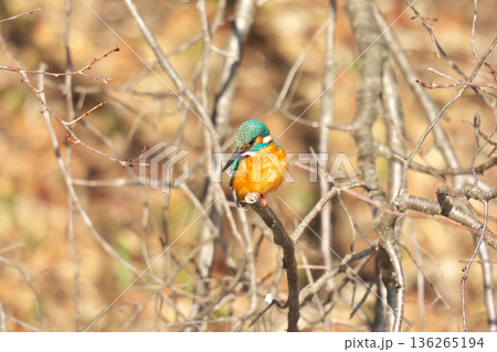 【野鳥 カワセミ】 136265194