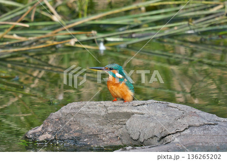 【野鳥 カワセミ】 136265202