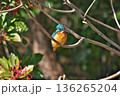【野鳥 カワセミ】 136265204