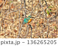 【野鳥 カワセミ】 136265205
