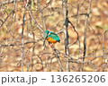 【野鳥 カワセミ】 136265206