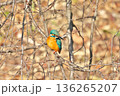 【野鳥 カワセミ】 136265207