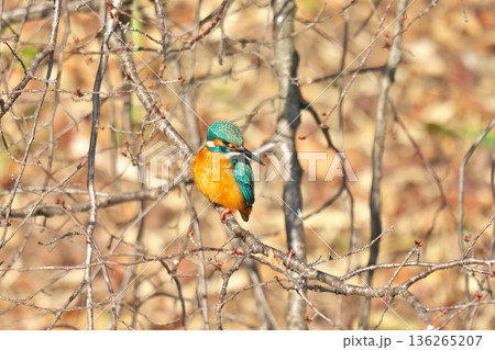 【野鳥 カワセミ】 136265207