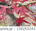 紅葉 136265243