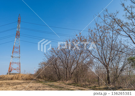 淀川右岸河川敷に立つ送電線鉄塔　大阪府高槻市 136265381