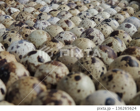 A close-up of quail eggs standing vertically in tight rows with the blunt end up, as an example of the arrangement of incubation material for domestic quail, a large group of small, mottled eggs A close-up of quail eggs standing vertically in tight rows with the blunt end up, as an example of the arrangement of incubation material for domestic quail, a large group of small, mottled eggs 136265624