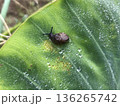 里芋の葉の上のカタツムリ 136265742