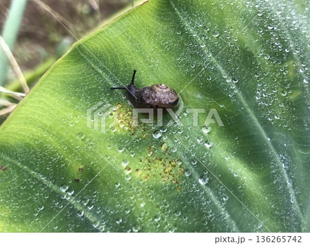 里芋の葉の上のカタツムリ 136265742