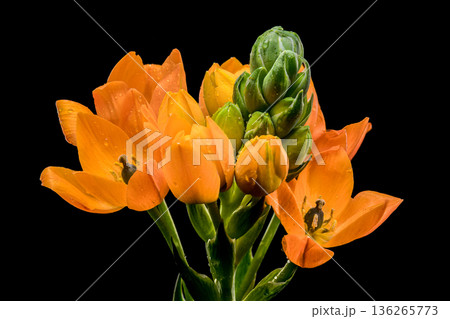 Vibrant Orange Star of Bethlehem Flowers Isolated on Black Background 136265773