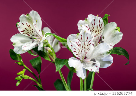 White Alstroemeria Lilies with Purple Streaks on Magenta Pink Background White Alstroemeria Lilies with Purple Streaks on Magenta Pink Background 136265774