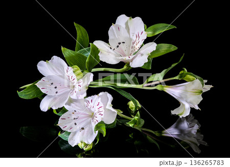 White Alstroemeria Flowers with Purple Streaks on Solid Black Background 136265783