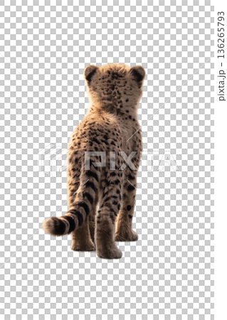 獵豹 獵豹 136265793