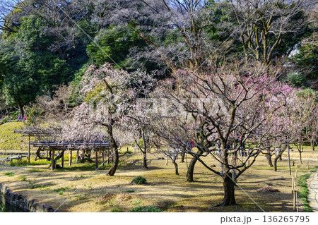 東京都 小石川後楽園 水戸徳川家ゆかりの梅林 2月初旬 国の特別史跡 東京都 小石川後楽園 水戸徳川家ゆかりの梅林 2月初旬 国の特別史跡 136265795