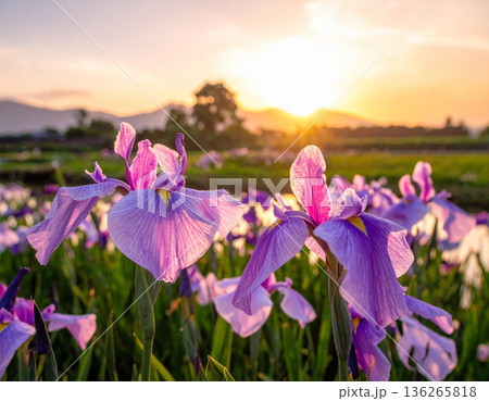 「端午の節句」菖蒲の花 136265818