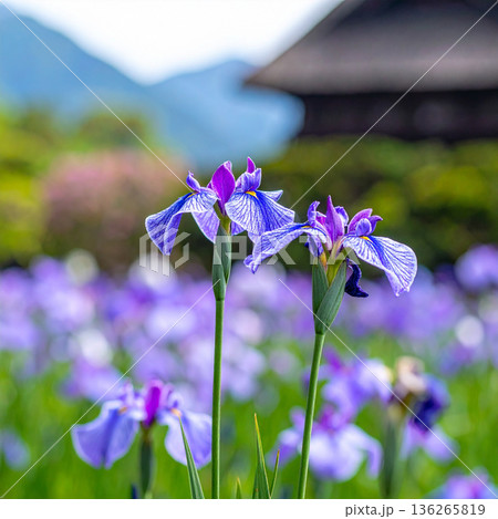 「端午の節句」菖蒲の花 136265819