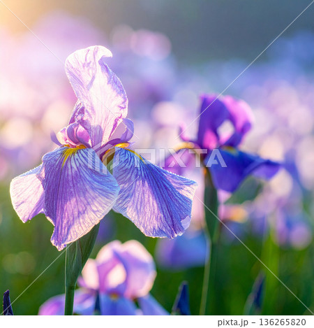 「端午の節句」菖蒲の花 136265820