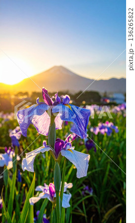 「端午の節句」菖蒲の花 136265822