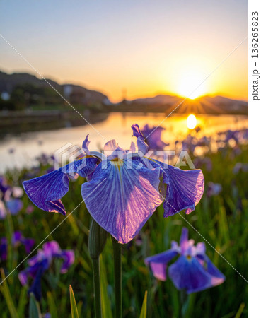 「端午の節句」菖蒲の花 136265823